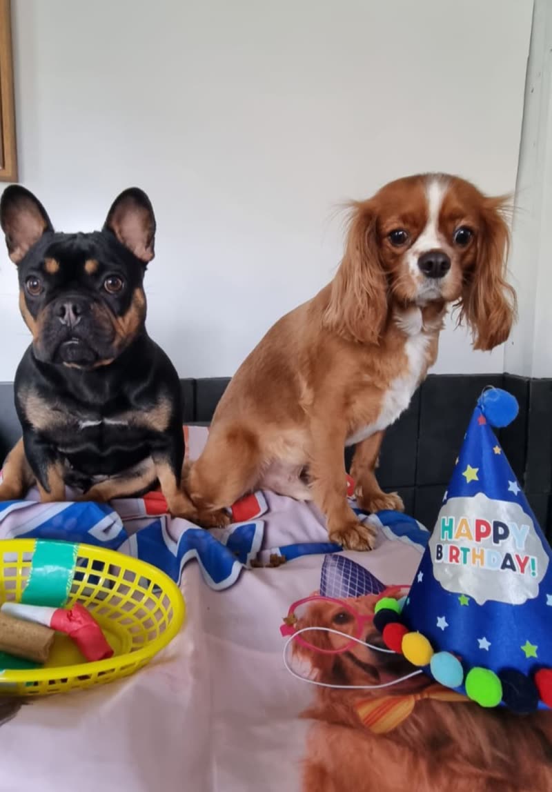 Two of the dogs in the day care's care, groomed and sitting beside a birthday hat and a basket of toys