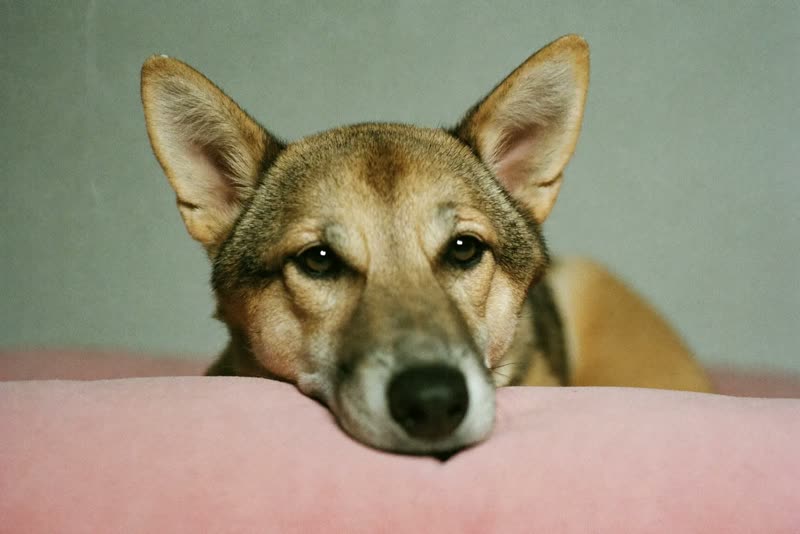 A calm dog resting on a cushion