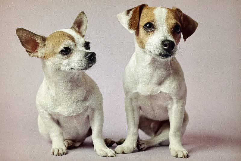 Two dogs sitting together