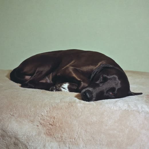 A dog napping during quiet time at day care
