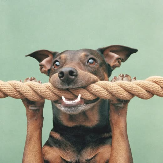 A dog playing with a rope toy